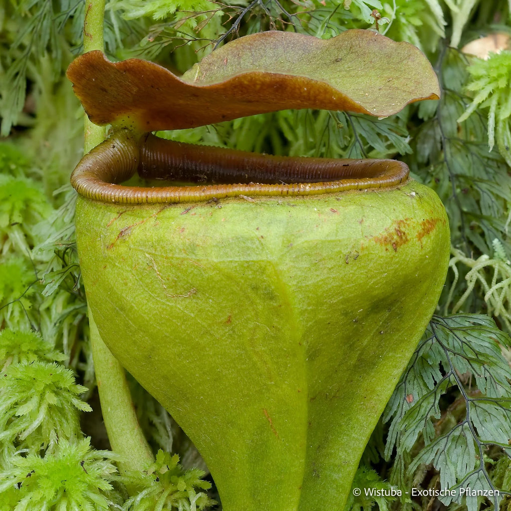 Nepenthes undulatifolia (Sulawesi) 大森食虫植物農園