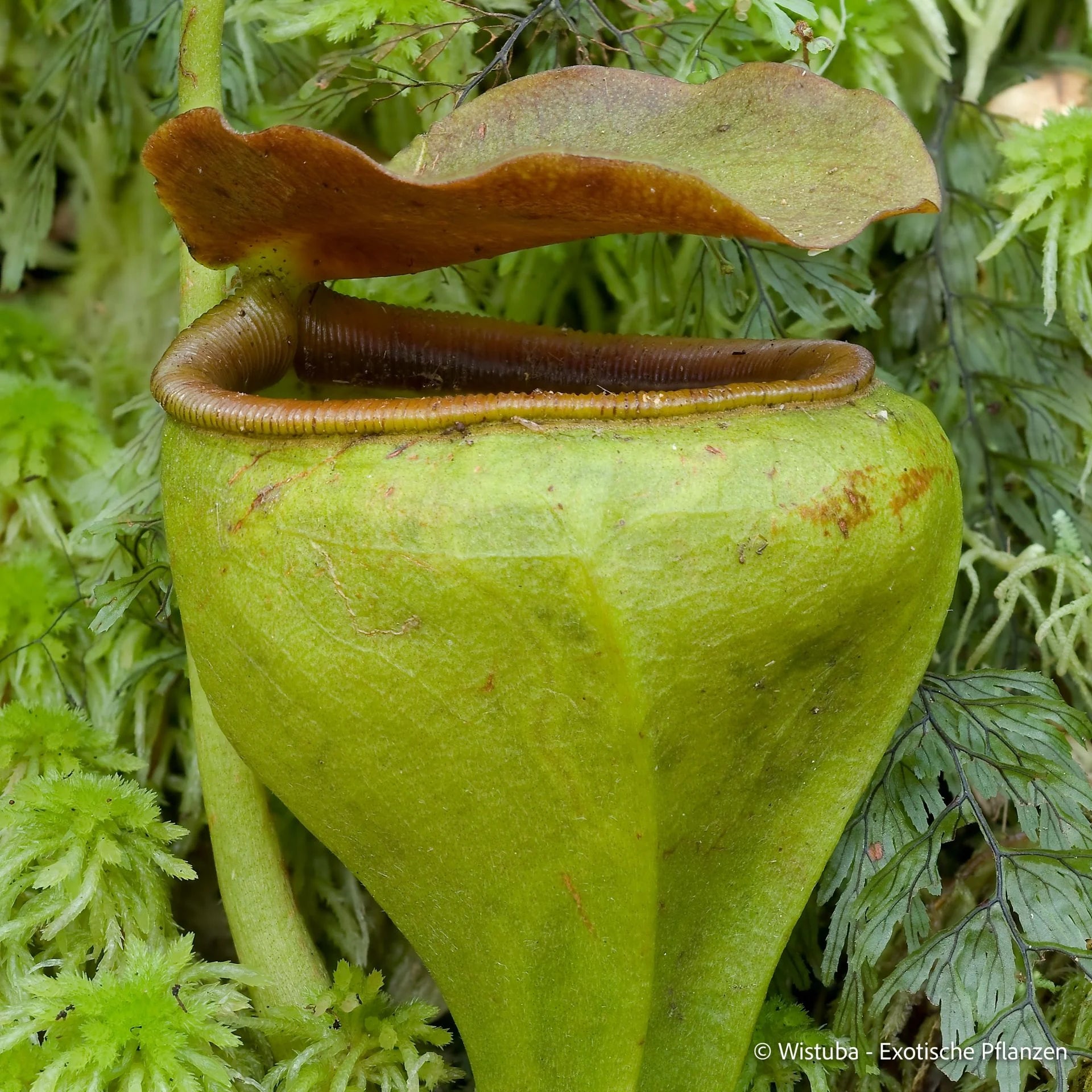 Nepenthes undulatifolia (Sulawesi) 大森食虫植物農園