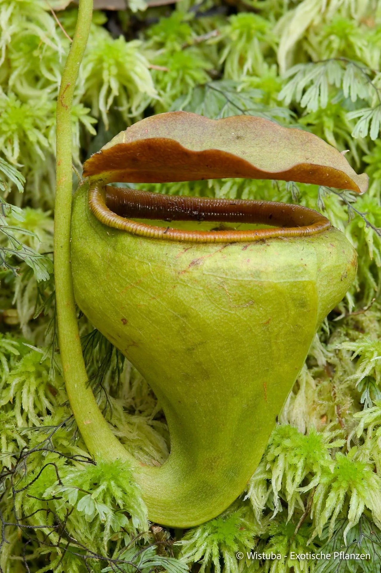 Nepenthes undulatifolia (Sulawesi) 大森食虫植物農園