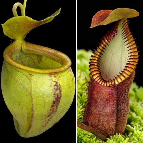 Nepenthes undulatifolia x diabolica 大森食虫植物農園