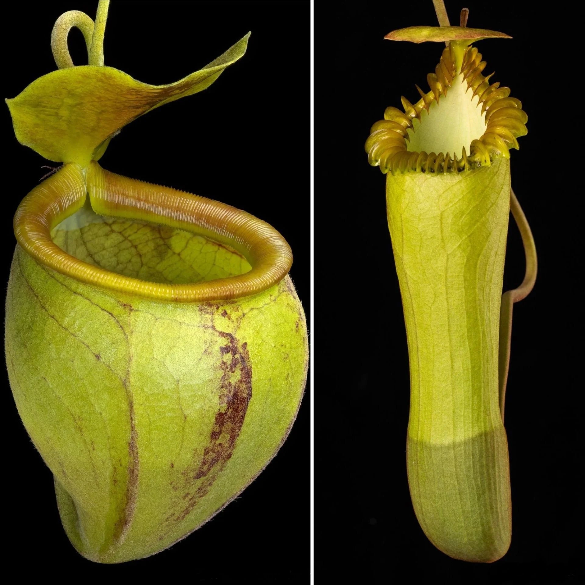 Nepenthes undulatifolia x edwardsiana 大森食虫植物農園