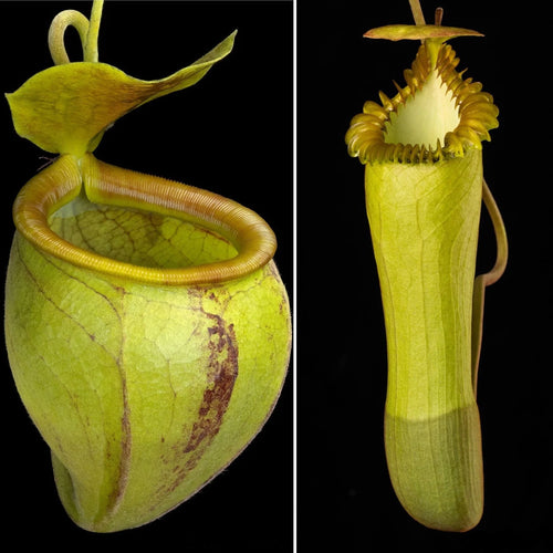 Nepenthes undulatifolia x edwardsiana 大森食虫植物農園
