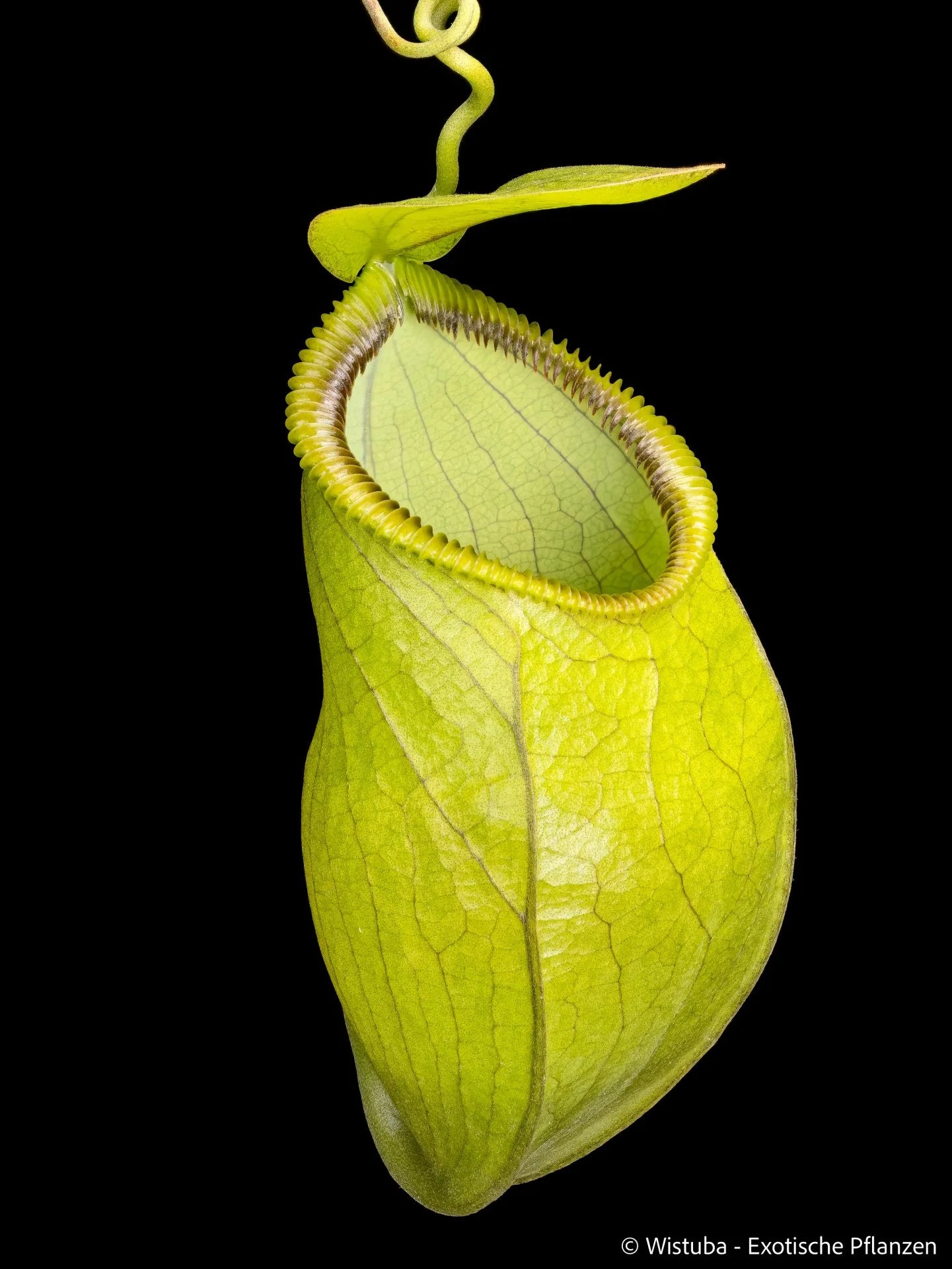 Nepenthes undulatifolia x hamata 大森食虫植物農園