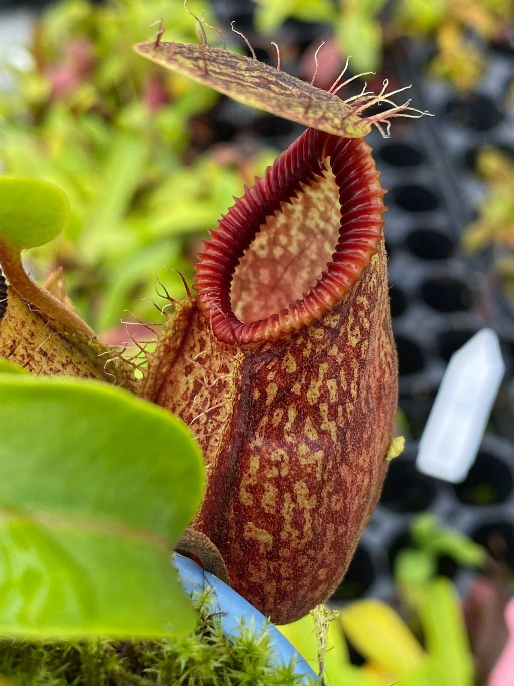 Nepenthes undulatifolia x hamata 大森食虫植物農園