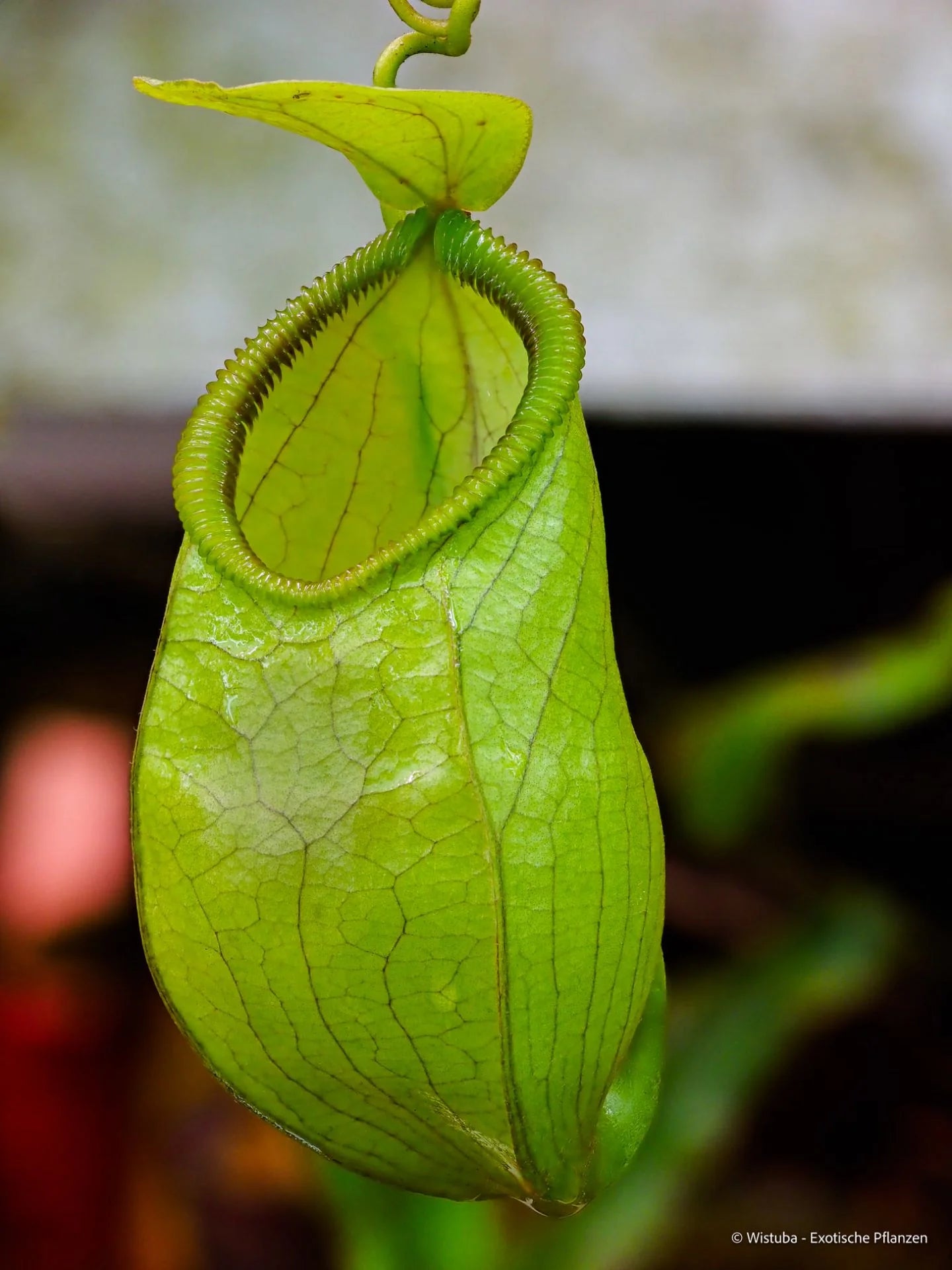 Nepenthes undulatifolia x hamata 大森食虫植物農園