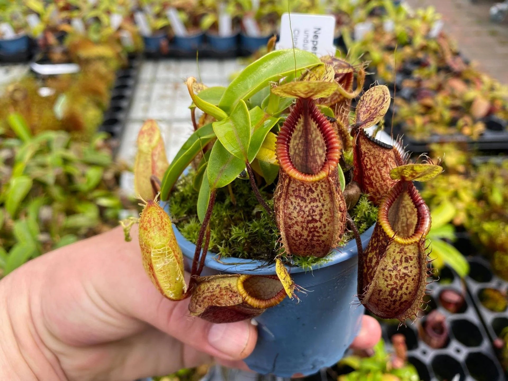Nepenthes undulatifolia x hamata 大森食虫植物農園