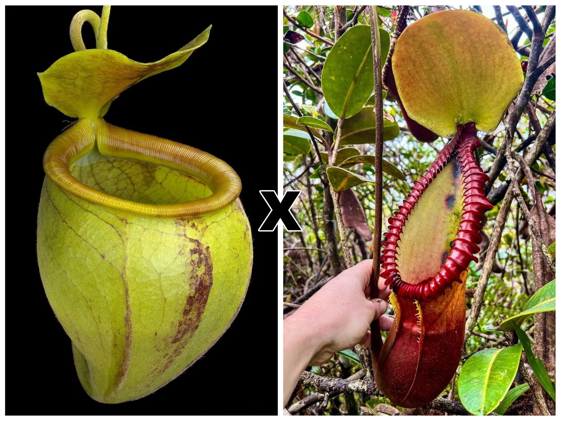 Nepenthes undulatifolia x macrophylla 大森食虫植物農園
