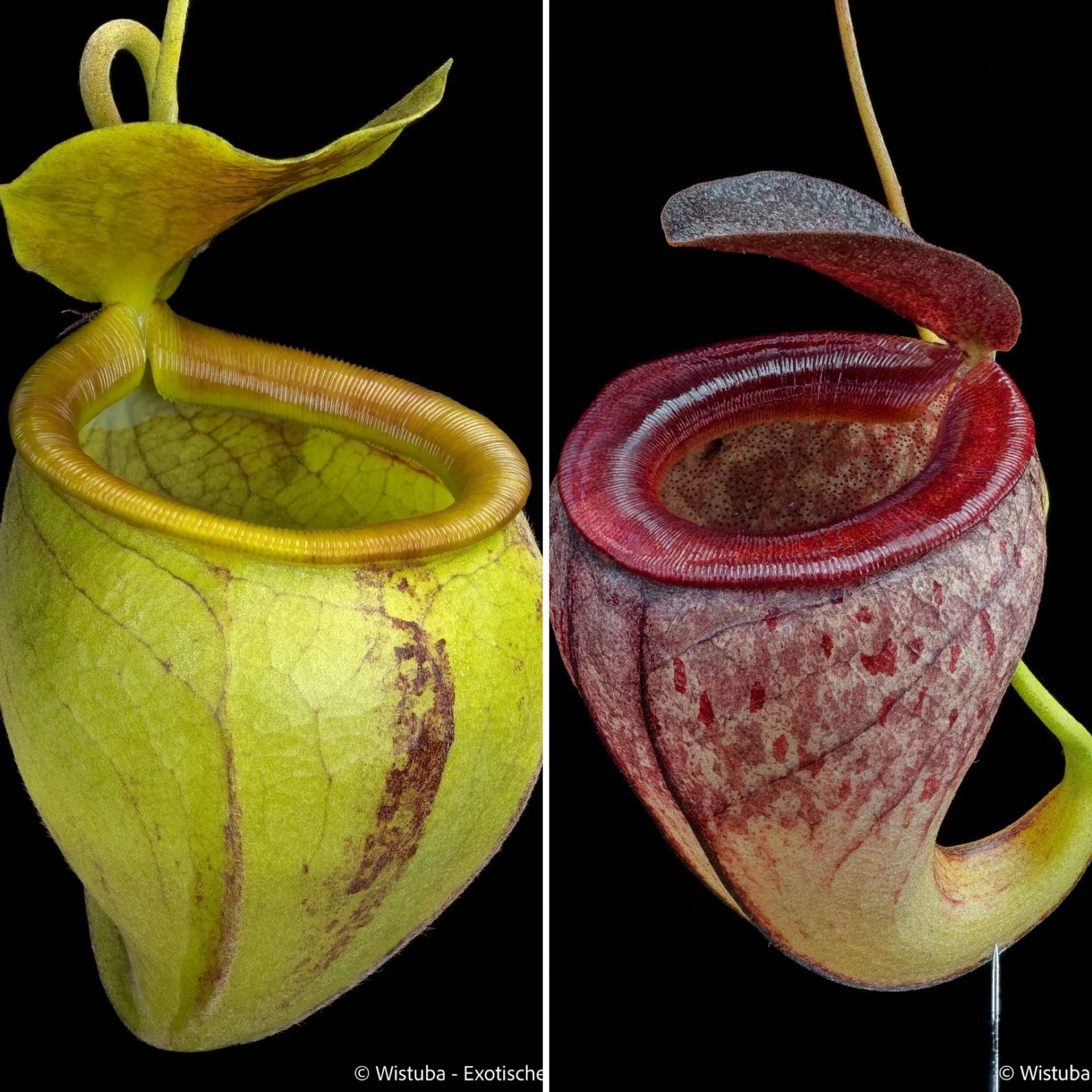 Nepenthes undulatifolia x tenuis 大森食虫植物農園