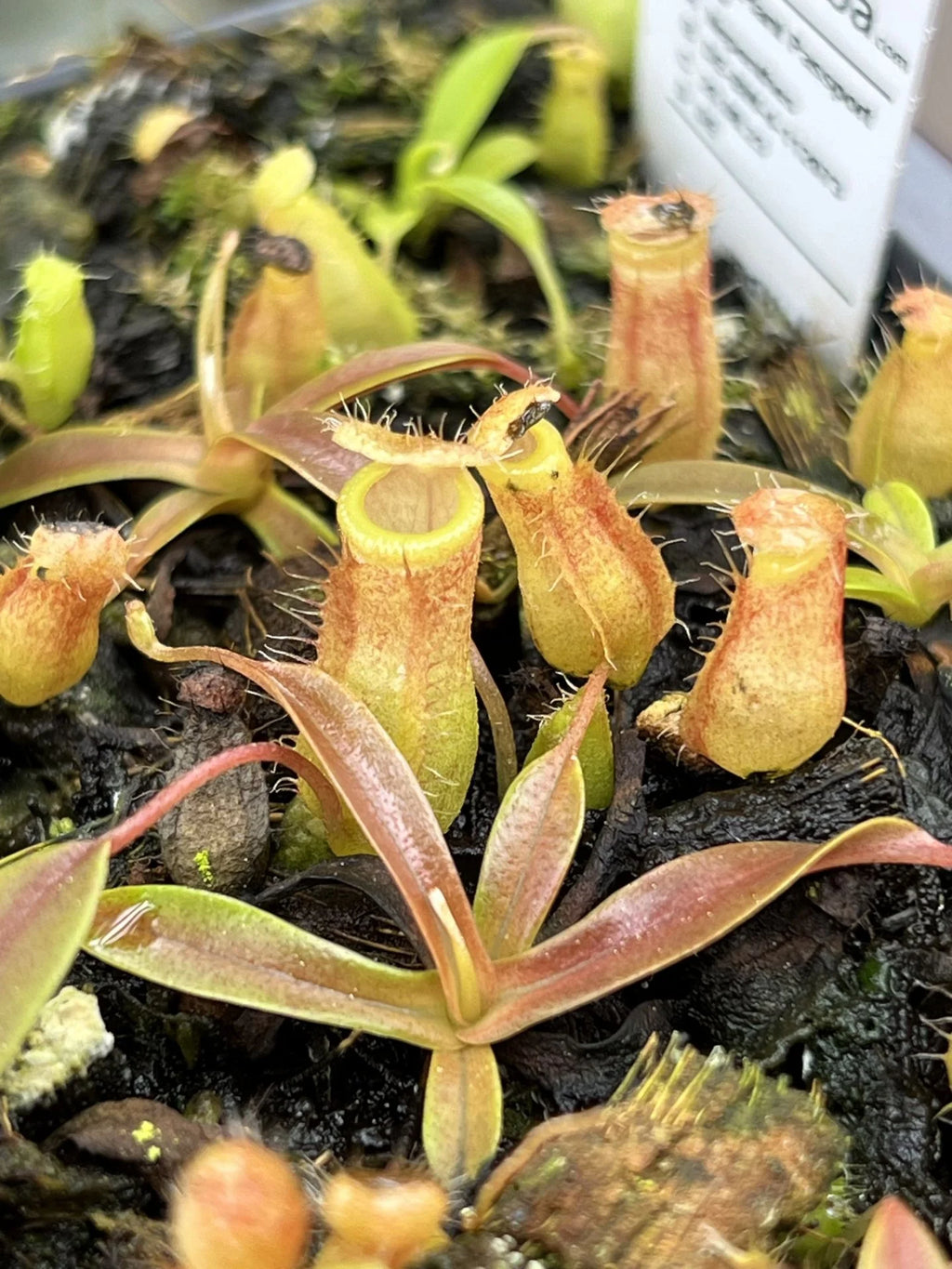 Nepenthes undulatifolia x tenuis 大森食虫植物農園