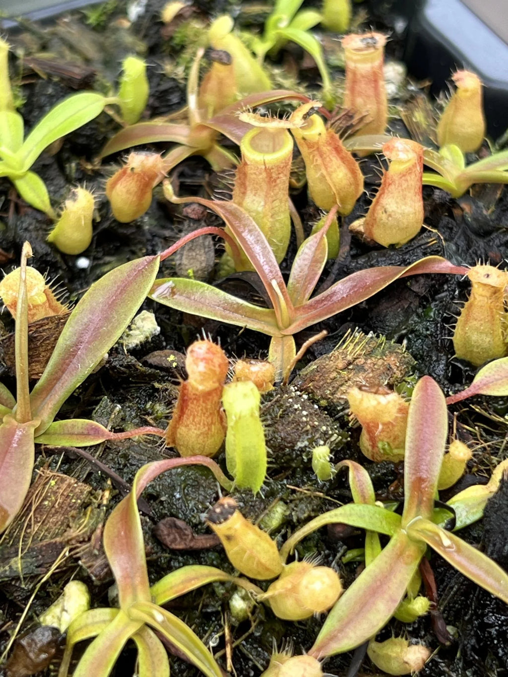 Nepenthes undulatifolia x tenuis 大森食虫植物農園