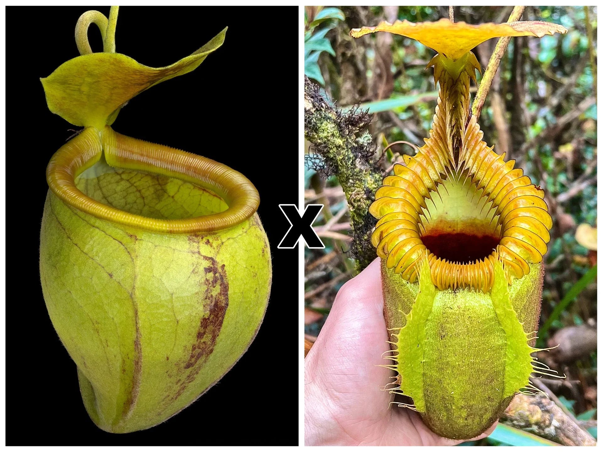 Nepenthes undulatifolia x villosa 大森食虫植物農園