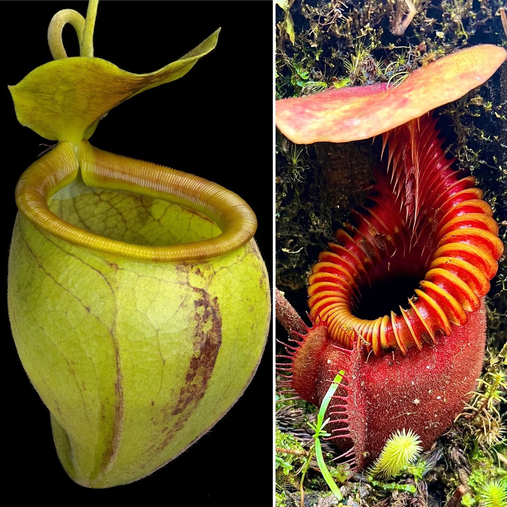 Nepenthes undulatifolia x villosa 大森食虫植物農園