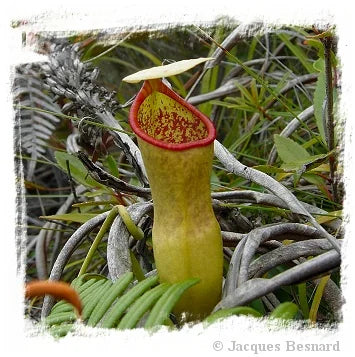 Nepenthes veillardii {New Caledonia} [BCP ID# N2473-00] / 1株の苗, サイズ 2-3 cm 大森食虫植物農園