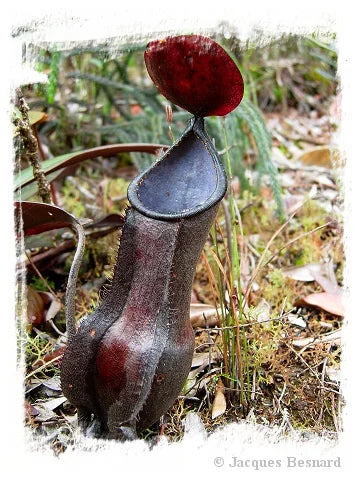 Nepenthes veillardii {New Caledonia} [BCP ID# N2473-00] / 1株の苗, サイズ 2-3 cm 大森食虫植物農園