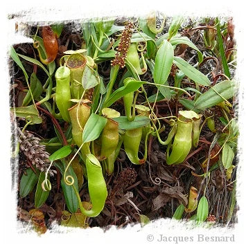 Nepenthes veillardii {New Caledonia} [BCP ID# N2473-00] / 1株の苗, サイズ 2-3 cm 大森食虫植物農園