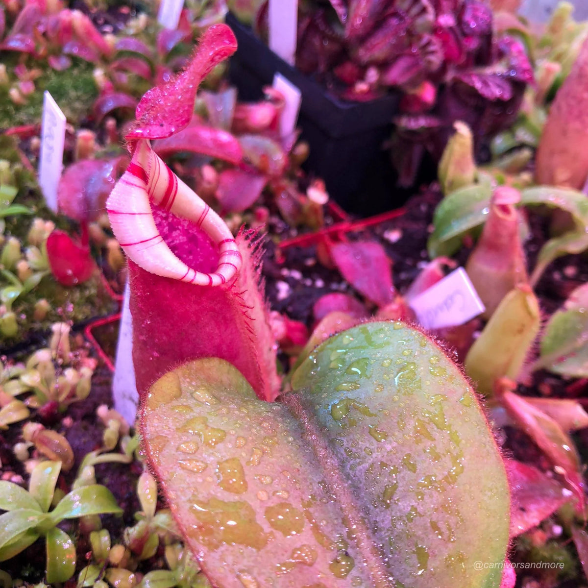 Nepenthes veitchii Candy x Candy F1, 12-15 cm 大森食虫植物農園