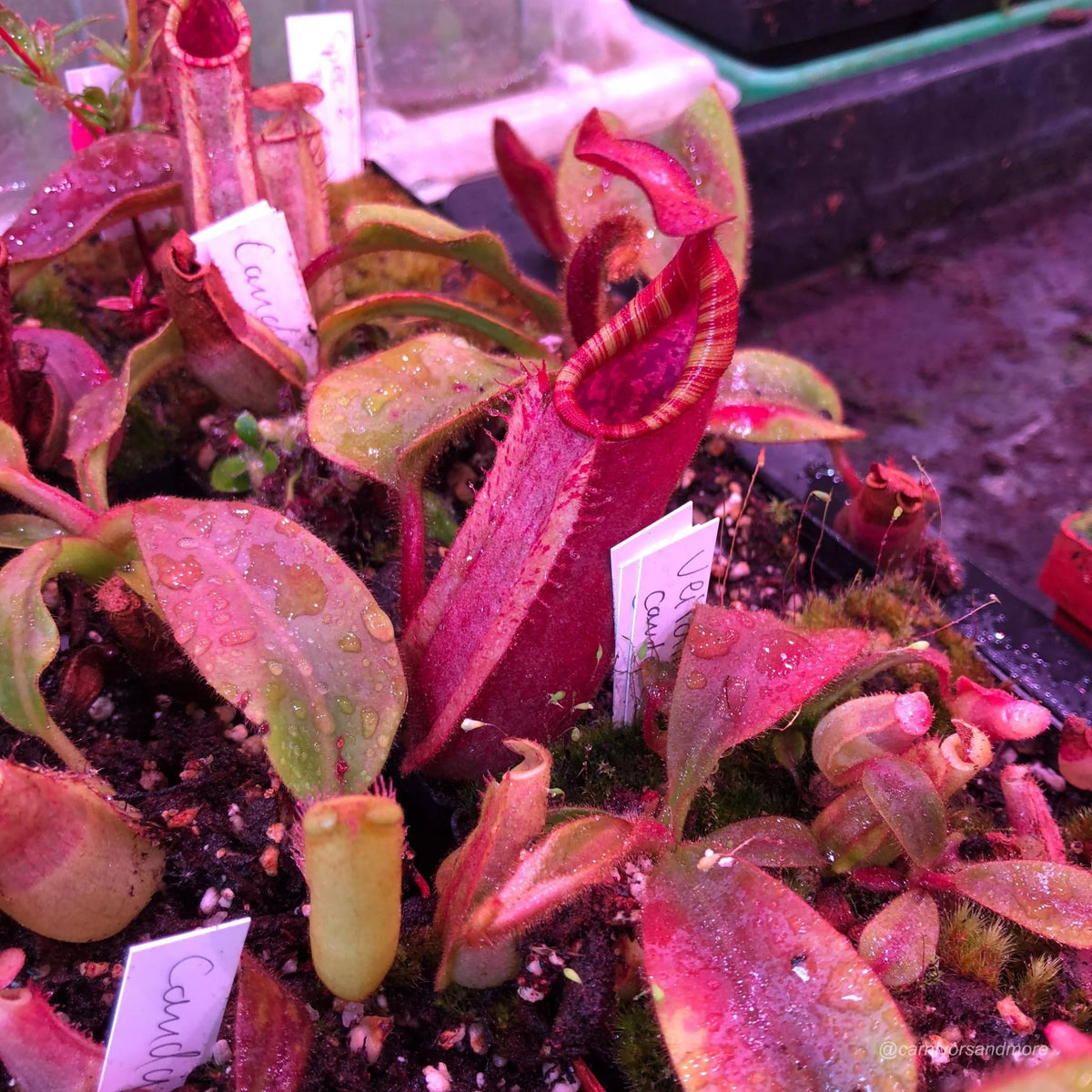 Nepenthes veitchii Candy x Candy F1, 12-15 cm 大森食虫植物農園