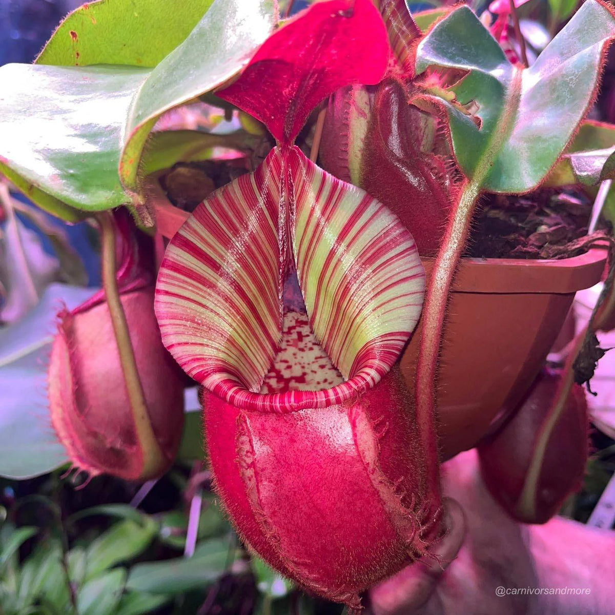 Nepenthes veitchii Candy x Candy F1, 12-15 cm 大森食虫植物農園
