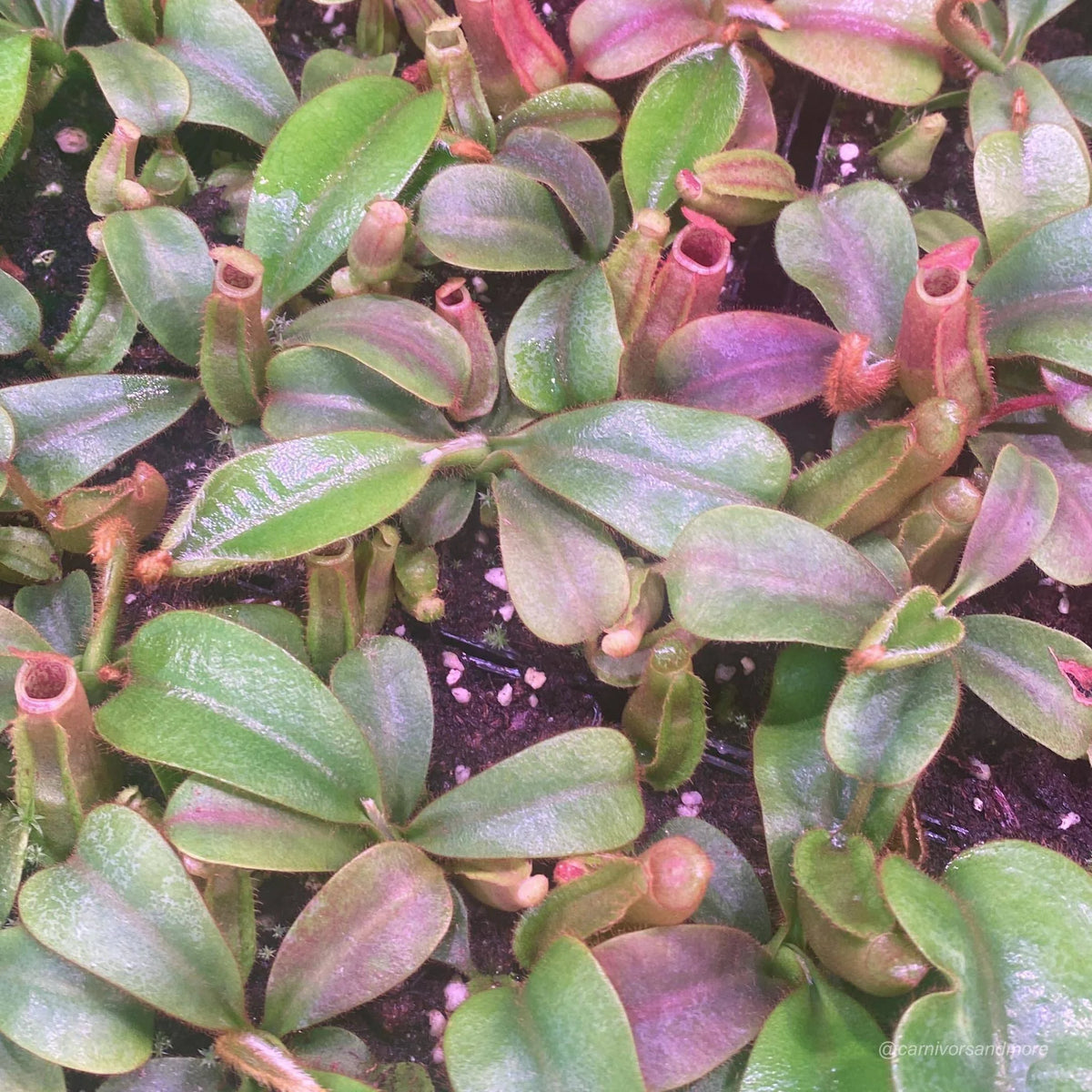 Nepenthes veitchii Candy x Candy F2, 8-10 cm 大森食虫植物農園