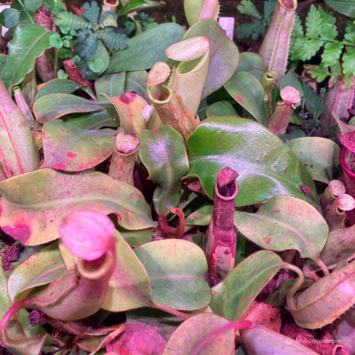 Nepenthes veitchii Candy x Candy F2, 8-10 cm 大森食虫植物農園