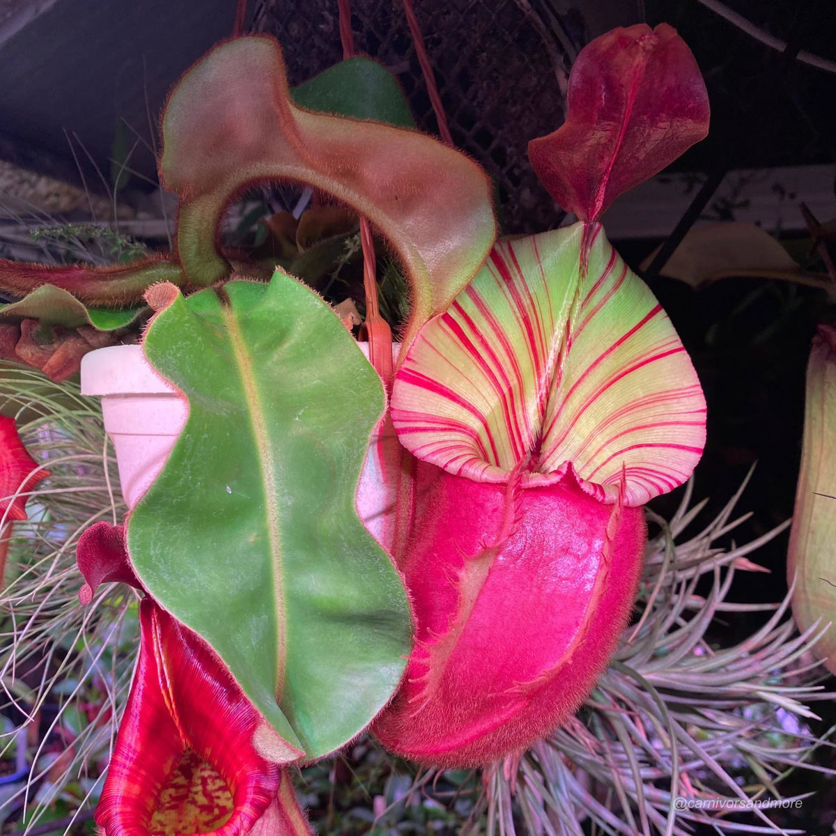 Nepenthes veitchii Candy x Candy, 12-15 cm 大森食虫植物農園