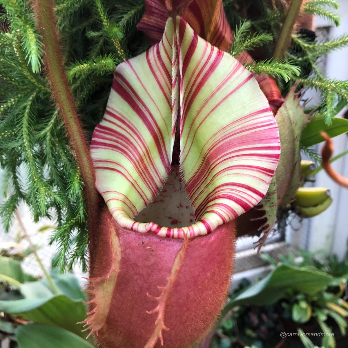 Nepenthes veitchii Candy x Candy, 12-15 cm 大森食虫植物農園