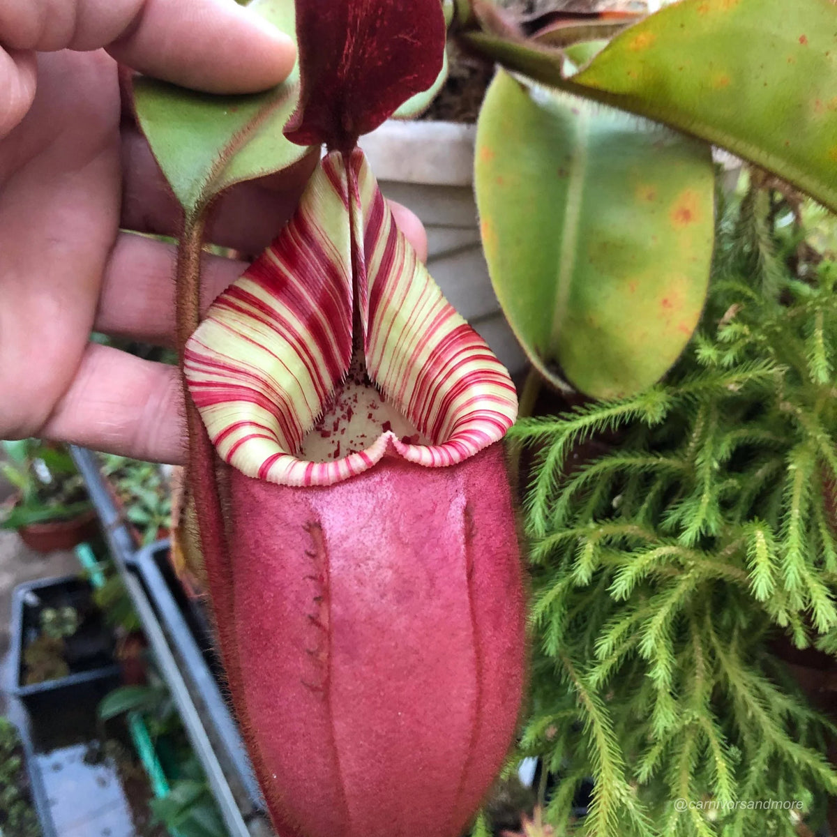 Nepenthes veitchii Candy x Candy, 12-15 cm 大森食虫植物農園