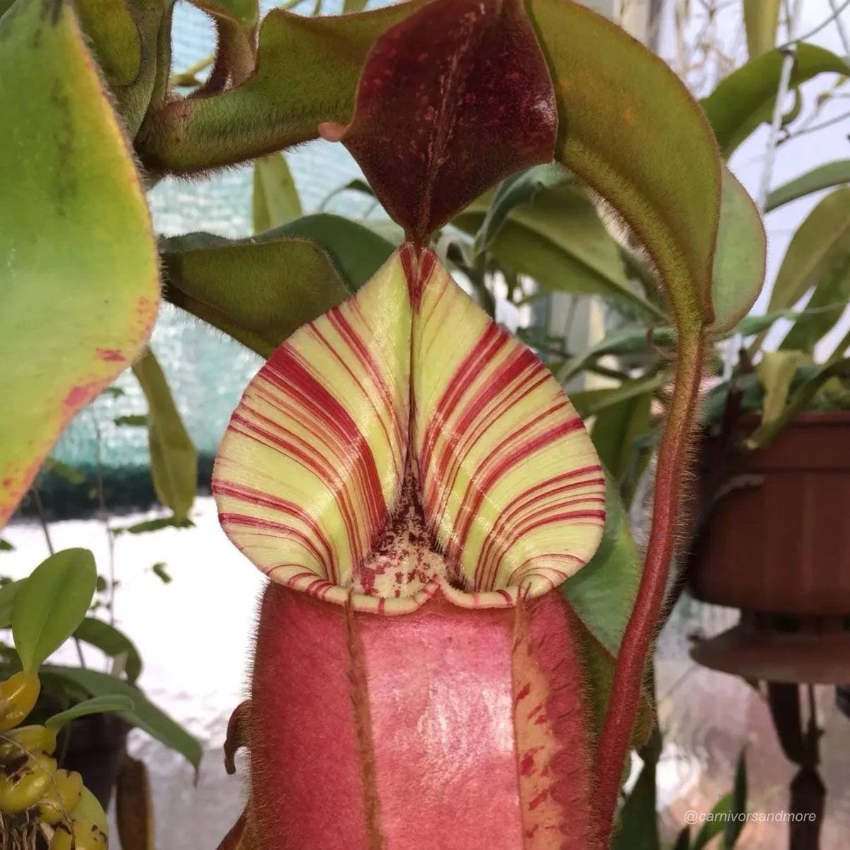 Nepenthes veitchii Candy x Candy, 12-15 cm 大森食虫植物農園