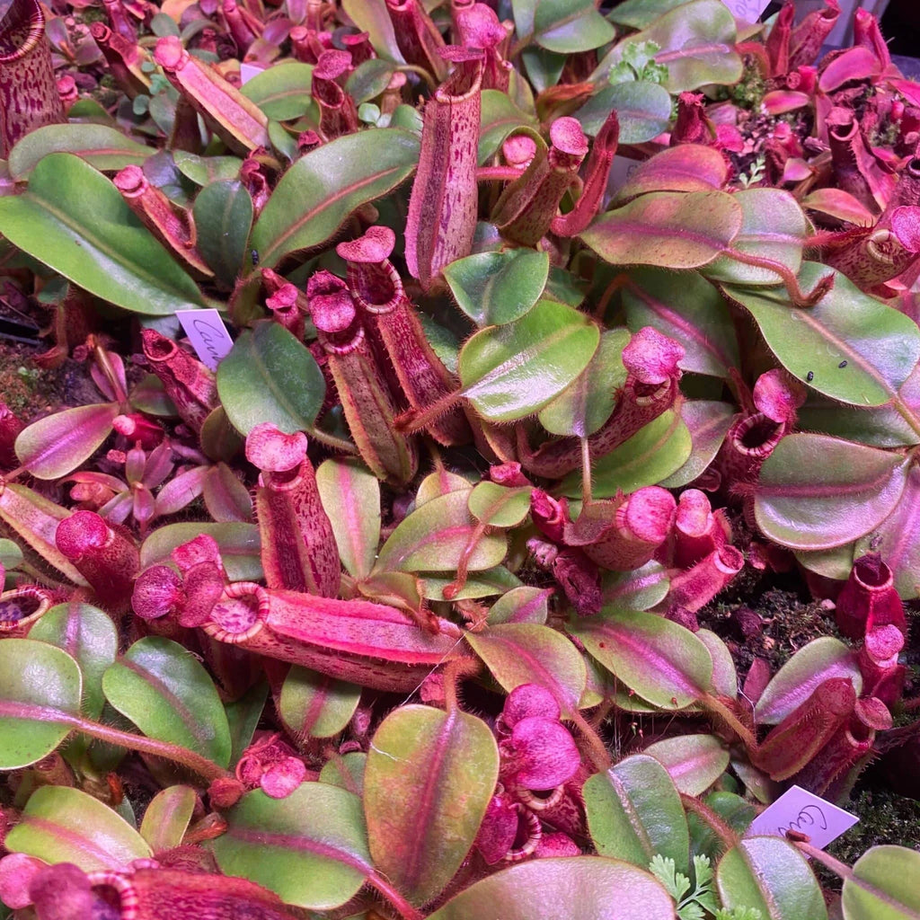 Nepenthes veitchii Candy x mollis, 8-12 cm 大森食虫植物農園