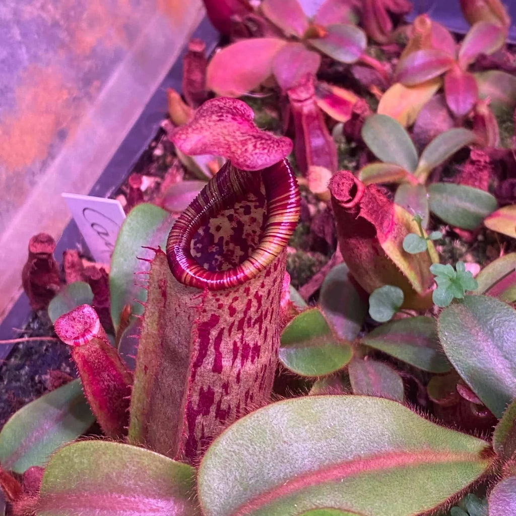 Nepenthes veitchii Candy x mollis, 8-12 cm 大森食虫植物農園