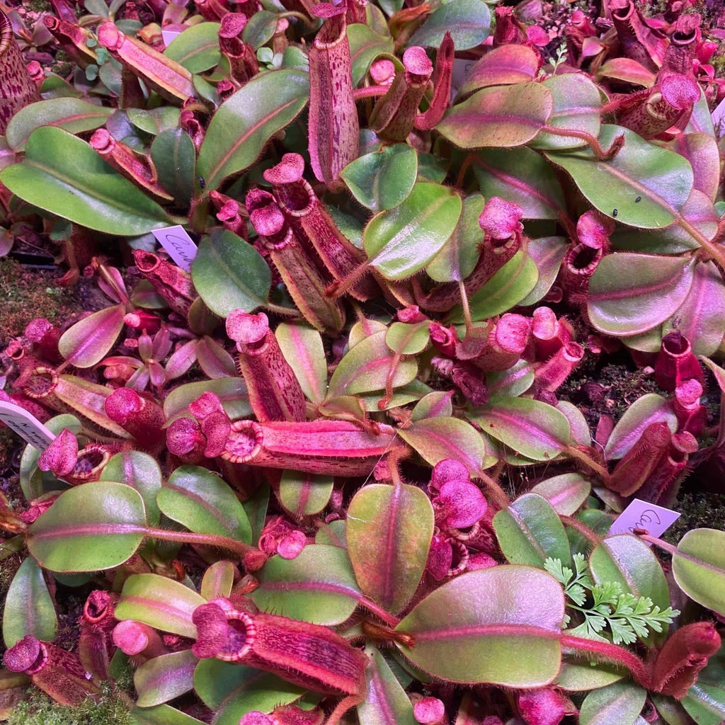 Nepenthes veitchii Candy x mollis, 8-12 cm 大森食虫植物農園