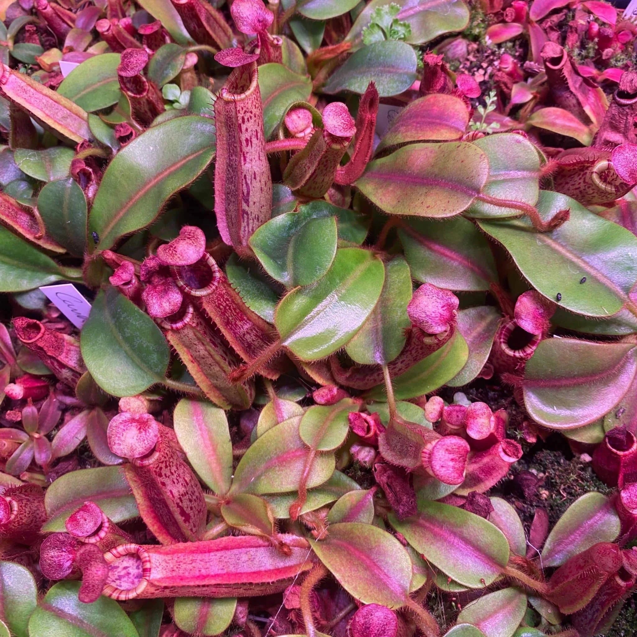 Nepenthes veitchii Candy x mollis, 8-12 cm 大森食虫植物農園