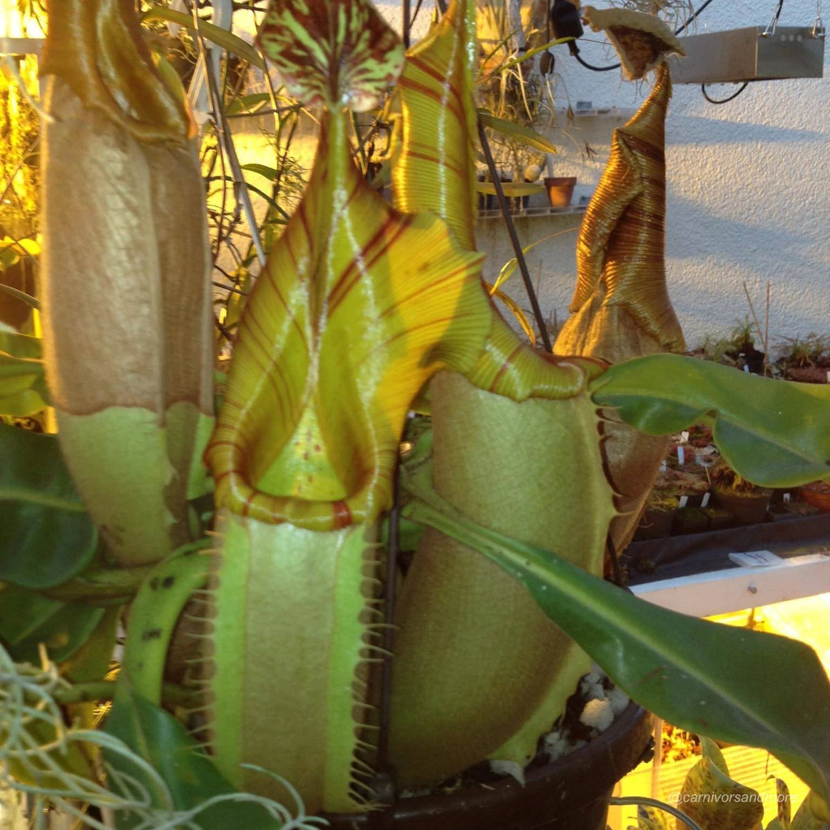 Nepenthes veitchii Maliau, 30-40 cm 大森食虫植物農園