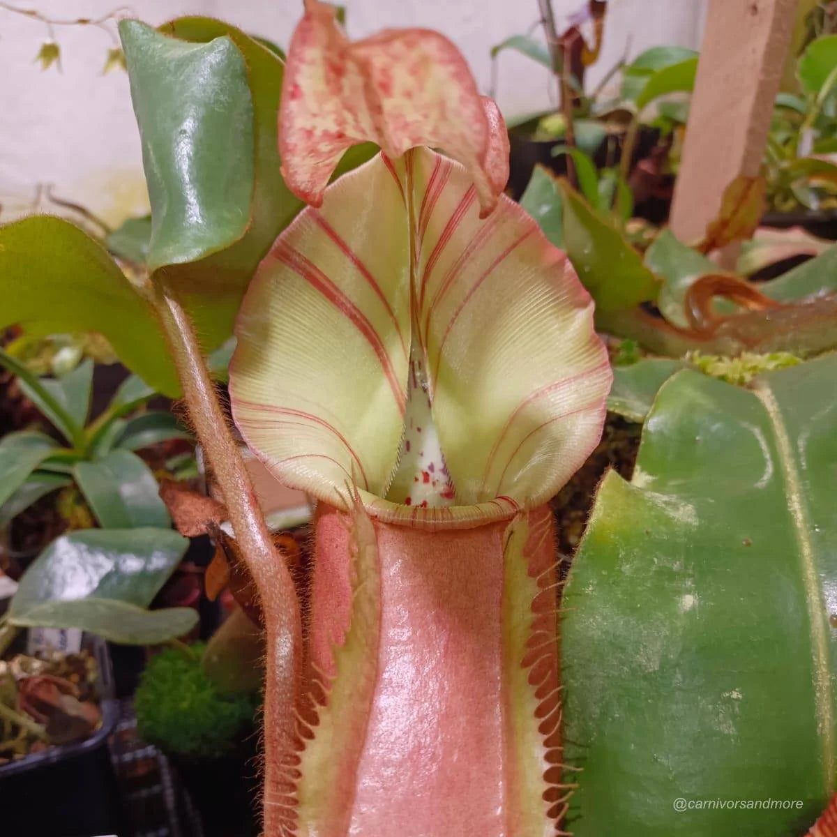 Nepenthes veitchii Maliau, 30-40 cm 大森食虫植物農園