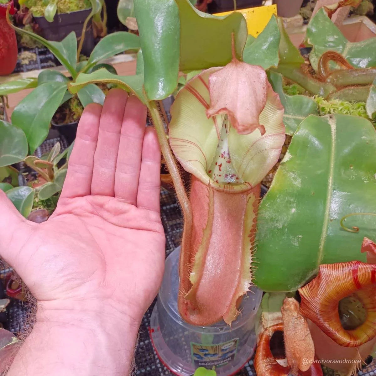 Nepenthes veitchii Maliau, 30-40 cm 大森食虫植物農園
