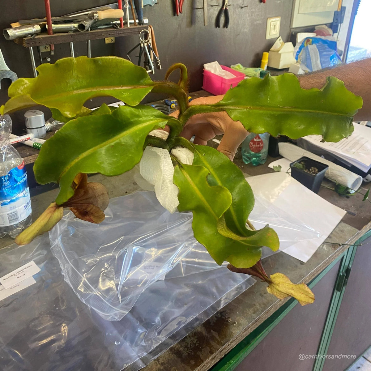 Nepenthes veitchii Maliau, 30-40 cm 大森食虫植物農園