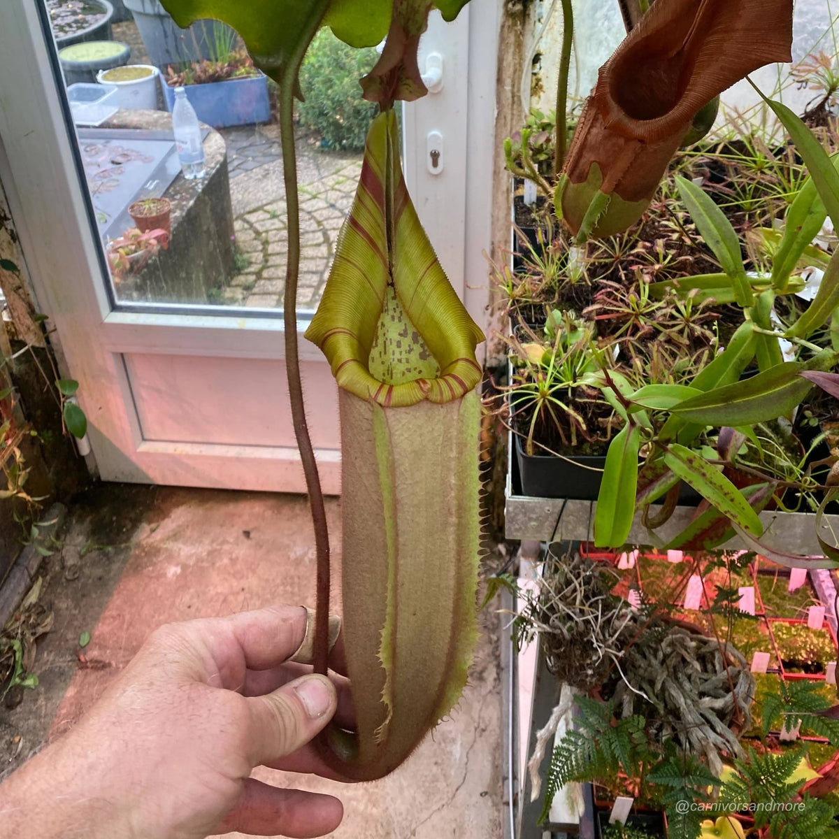 Nepenthes veitchii Maliau, 30-40 cm 大森食虫植物農園