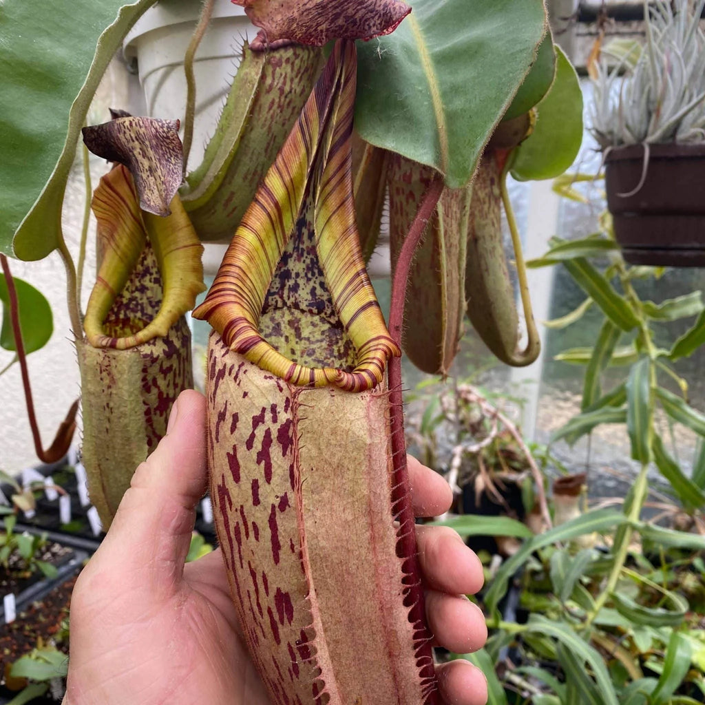 Nepenthes veitchii Murud x eymae, 8-10 cm 大森食虫植物農園