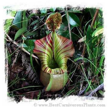 Nepenthes veitchii {Gunung Murud Range, Sabah, Borneo, Malaysia} [BCP ID# S330] (15粒の種子) 大森食虫植物農園