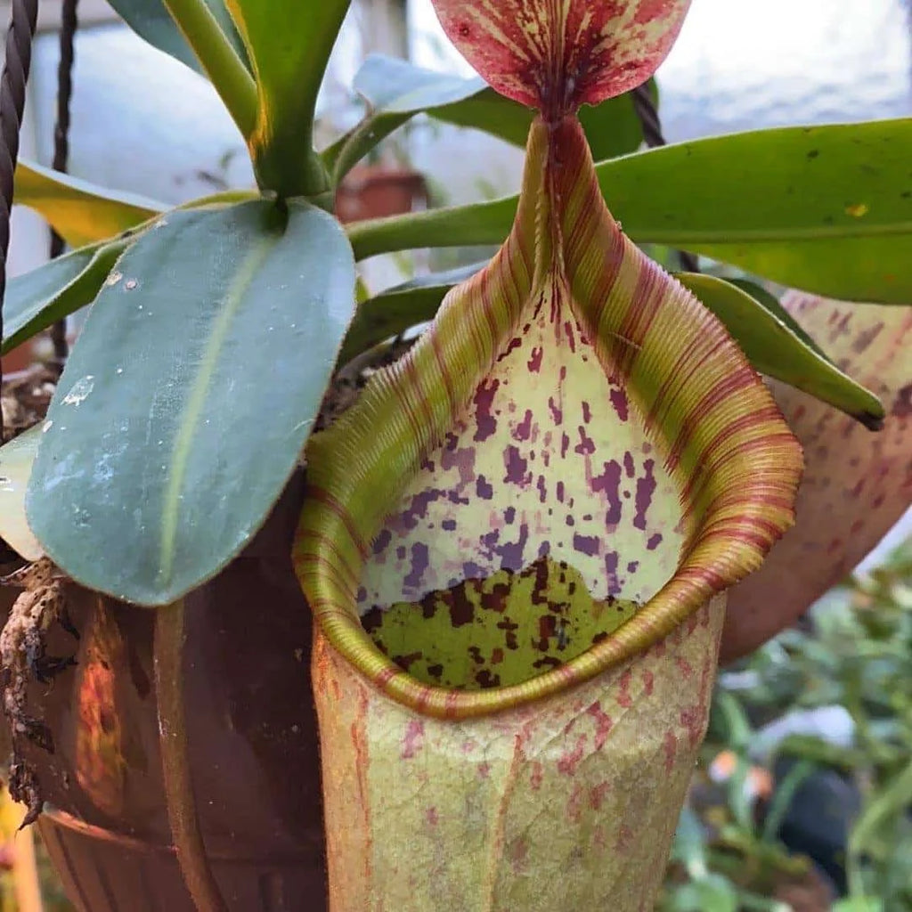 Nepenthes veitchii „Murud Striped“ x campanulata, seedgrown 6 – 7 cm 大森食虫植物農園