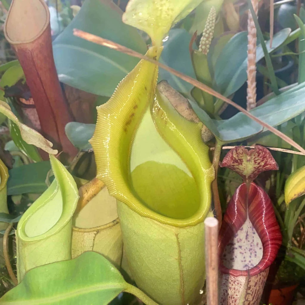 Nepenthes veitchii „Murud Striped“ x campanulata, seedgrown 6 – 7 cm 大森食虫植物農園