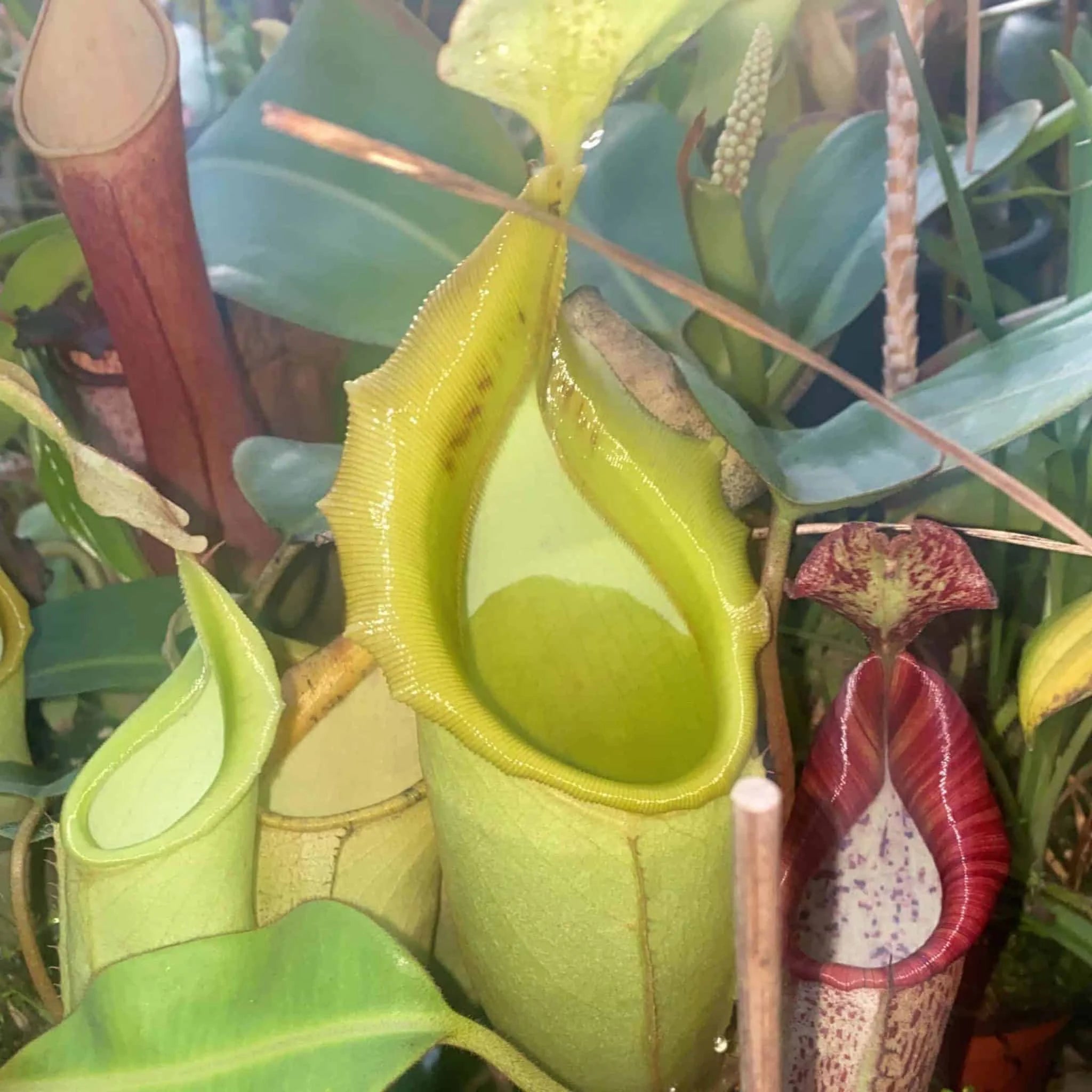 Nepenthes veitchii „Murud Striped“ x campanulata, seedgrown 6 – 7 cm 大森食虫植物農園