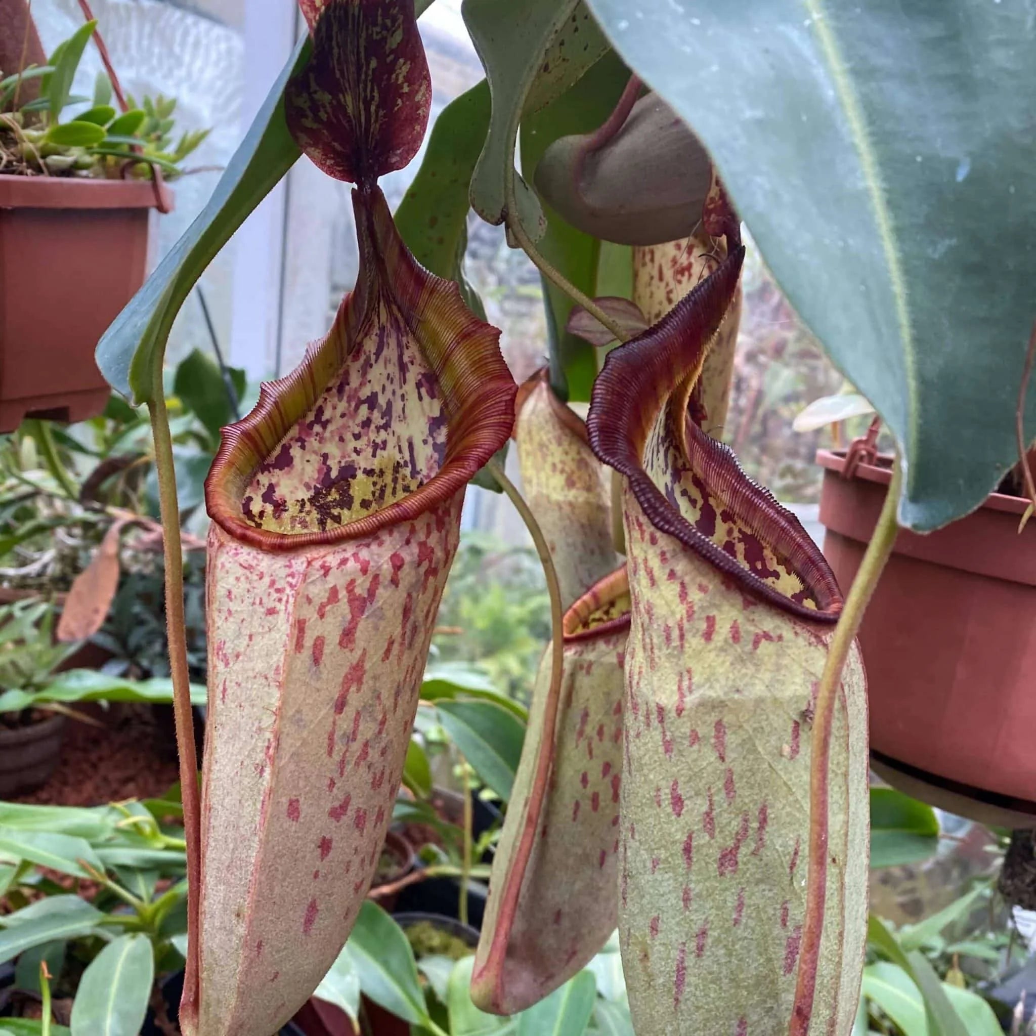 Nepenthes veitchii „Murud Striped“ x campanulata, seedgrown 6 – 7 cm 大森食虫植物農園