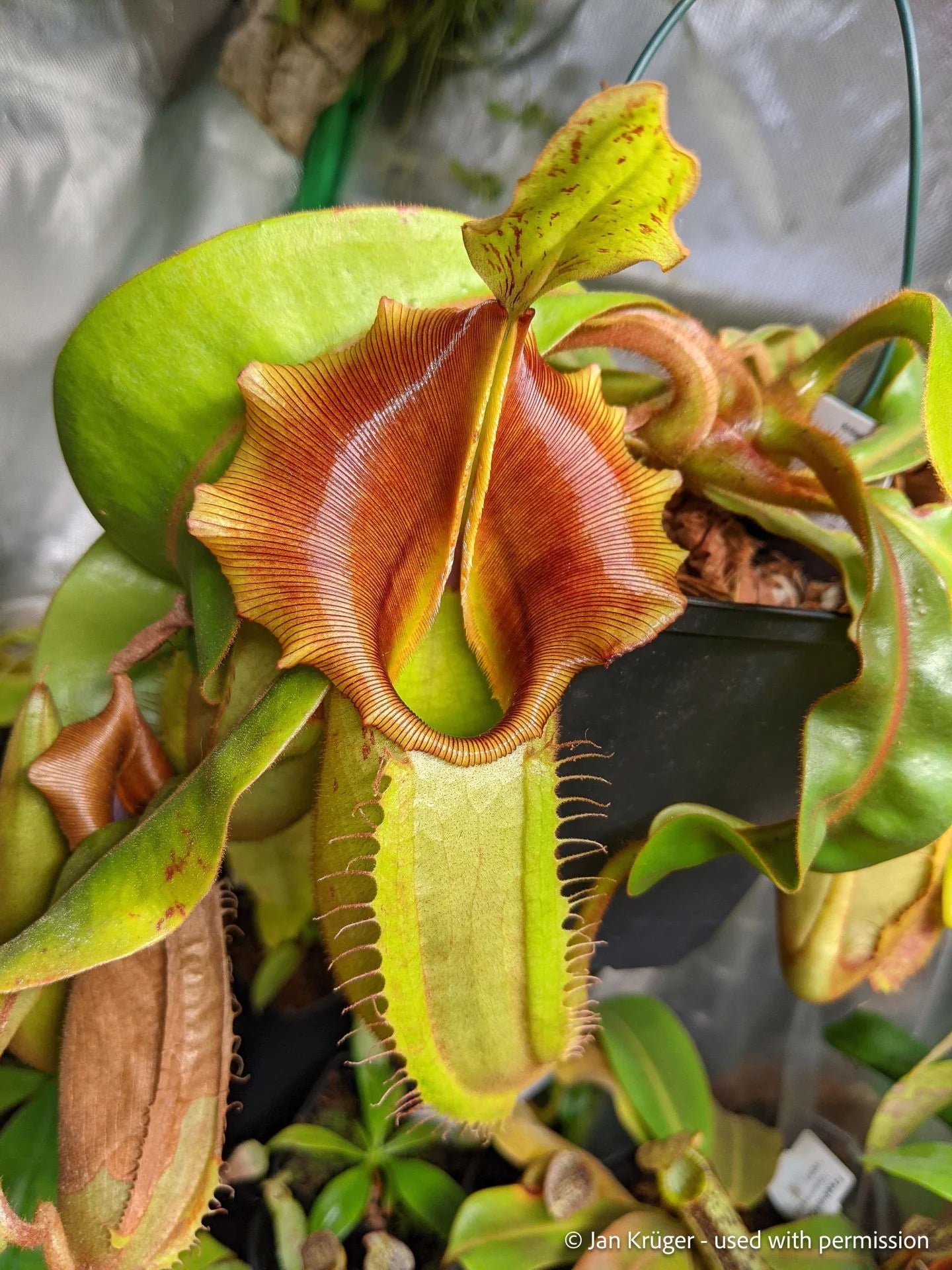 Nepenthes veitchii (Sungai Samba, Borneo 大森食虫植物農園