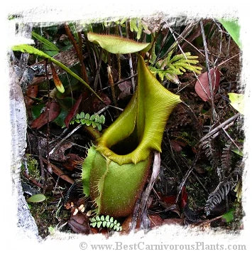 Nepenthes veitchii {horticultural cross: yellow x striped peristome} [BCP ID# N336, N340] / 1株の苗, サイズ 3-5 cm 大森食虫植物農園