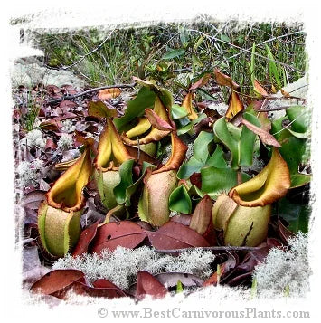 Nepenthes veitchii {lowland form, golden peristome, Bario} [BCP ID# N142] / 1株の苗, サイズ 2-3 cm 大森食虫植物農園