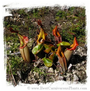 Nepenthes veitchii {lowland form, golden peristome, Bario} [BCP ID# N142] / 1株の苗, サイズ 2-3 cm 大森食虫植物農園
