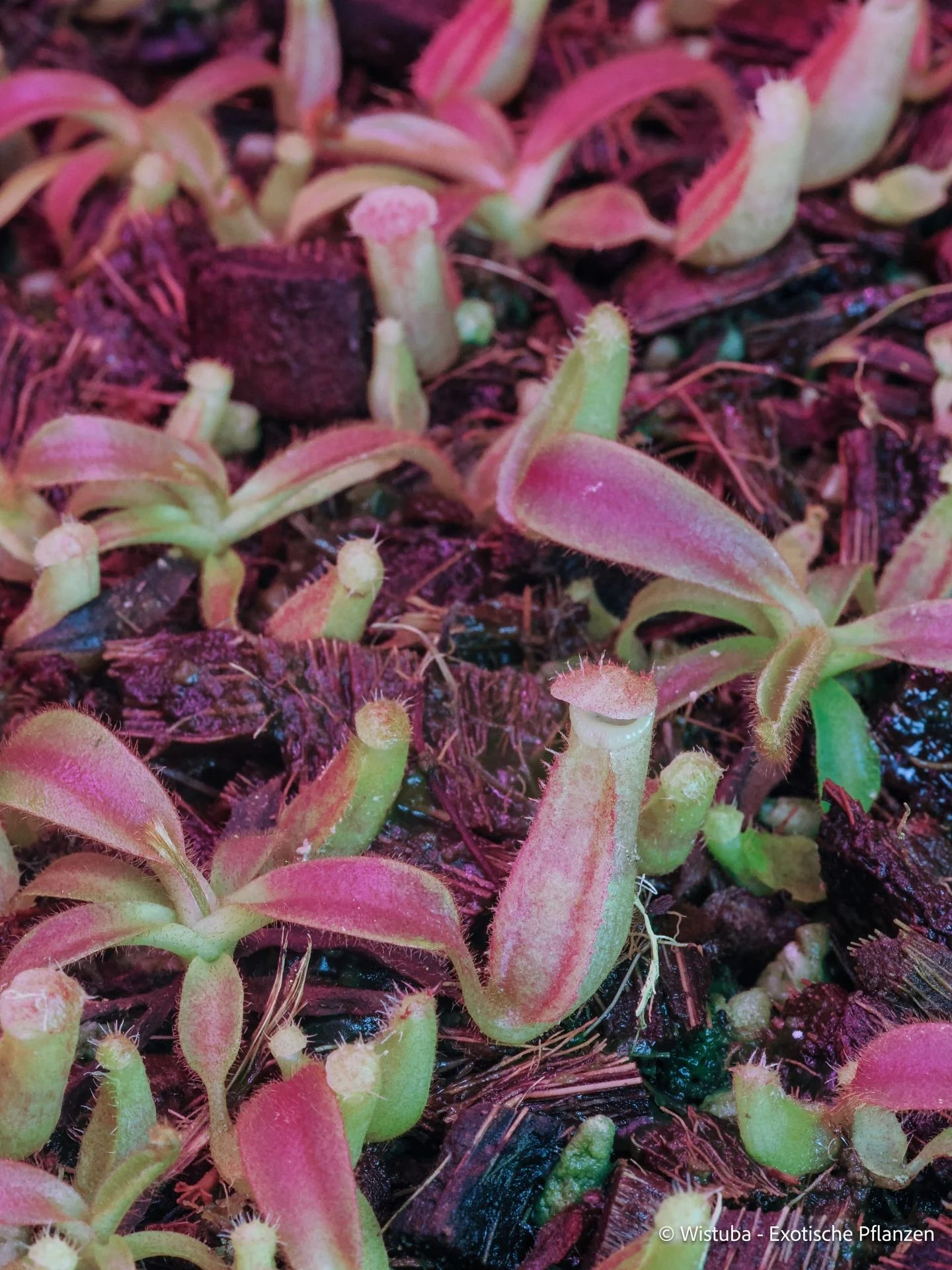 Nepenthes veitchii (near Gunung Murud, Sarawak, Borneo) 大森食虫植物農園