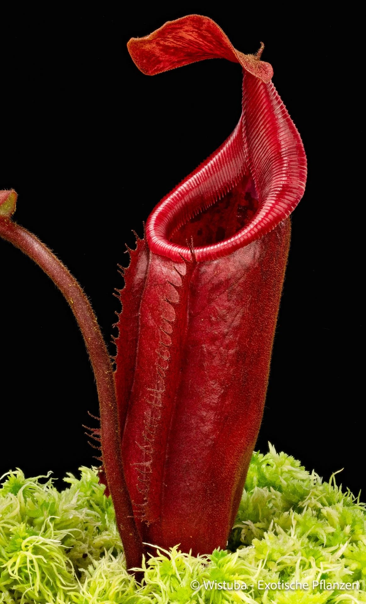 Nepenthes veitchii (striped peristome) x palawanensis 大森食虫植物農園