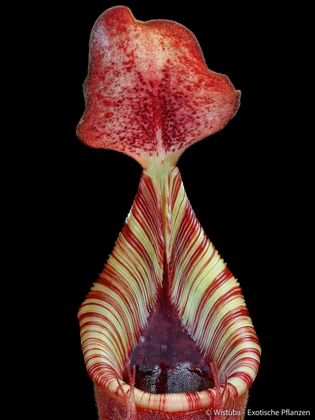 Nepenthes veitchii x (lowii x ephippiata) 大森食虫植物農園
